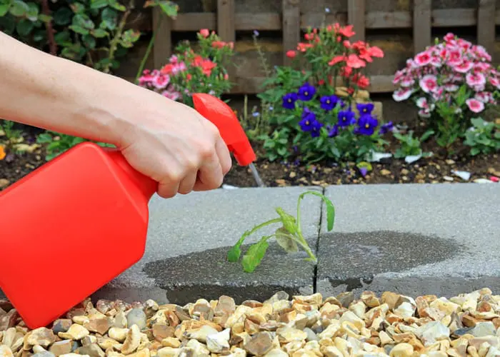Hand Spraying Weed Killer On To A Weed Growing Between Paving Stones In A Garden.