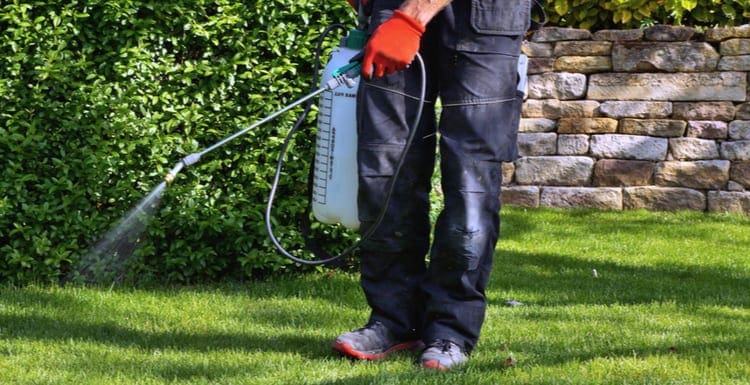 As an image for a piece on homemade weed killer, a person holding a spray bottle spraying a natural mix of vinegar or dish soap and water