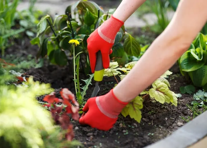 Photo of gloved woman hand holding weed and tool removing it from soil as a way to naturally kill weeds