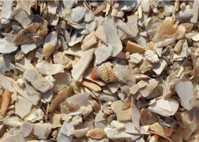 Crushed seashells used as a soil amendment, decorative mulch, soil or pot drainage material in the garden.