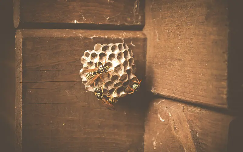 Wasp nest by the old window