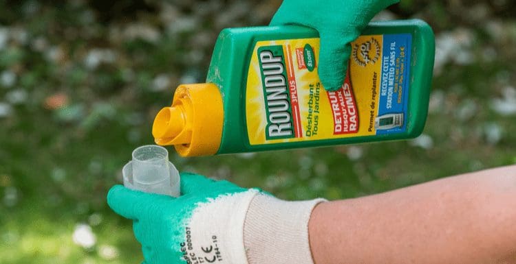 To help answer how much roundup per gallon of water, a hand pours roundup concentrate into a plastic cup while wearing gloves outside