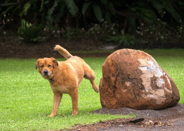 Medium dog urinating on a rock to help prevent pet stains in carpet