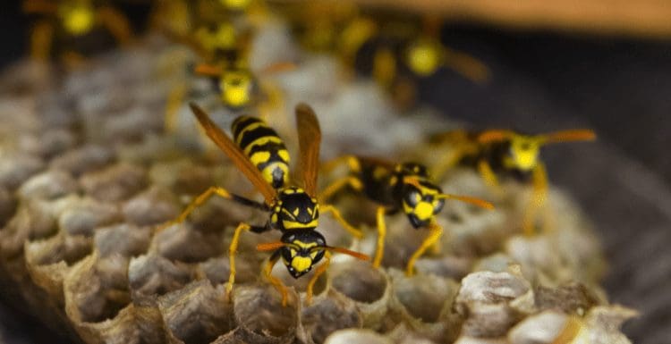 Featured image for a piece on How to Kill Wasps With Vinegar featuring a number of the insects on their hive