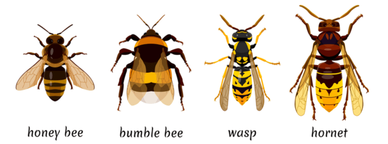 To illustrate how to get rid of wasps with vinegar, a number of types of insects that aren't wasps but look like them next to each other