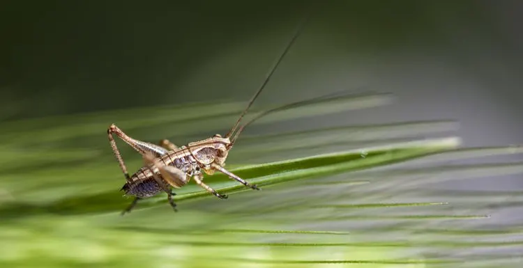 How to Get Rid of Crickets in 6 Easy Steps
