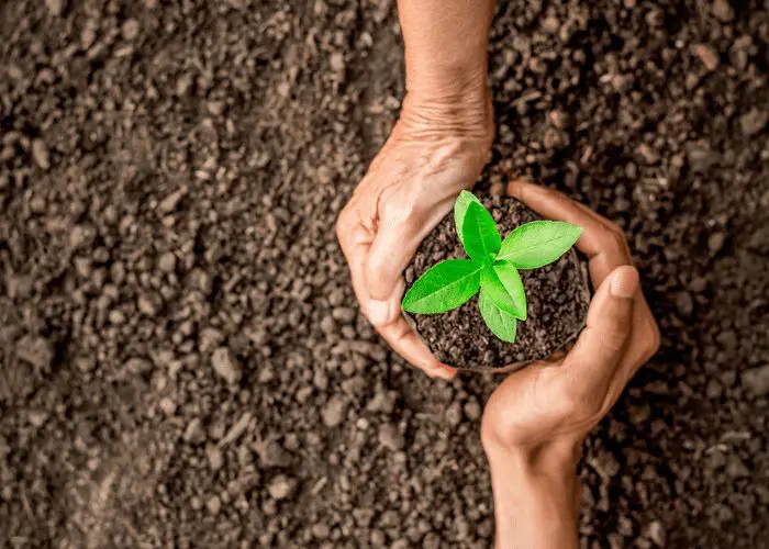 Photo of a person holding soil in their hands with a plant growing out of the top