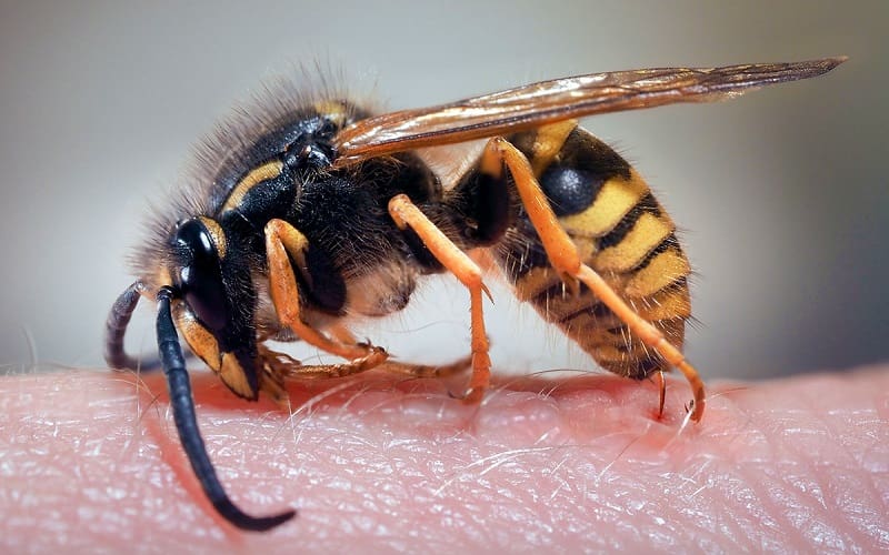 Wasp on a human hand