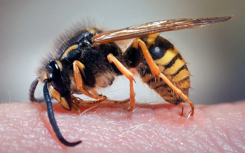 Wasp on a human hand