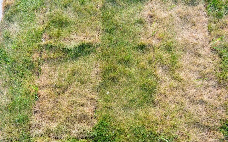 A lack of sufficient moisture often causes wilting or discolored grass
