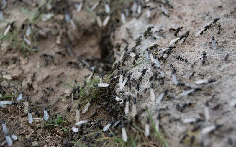 Flying ant colony