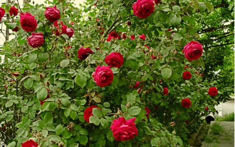 Image of a healthy rose bush (sans yellow leaves) growing nice and tall and hearty next to a house