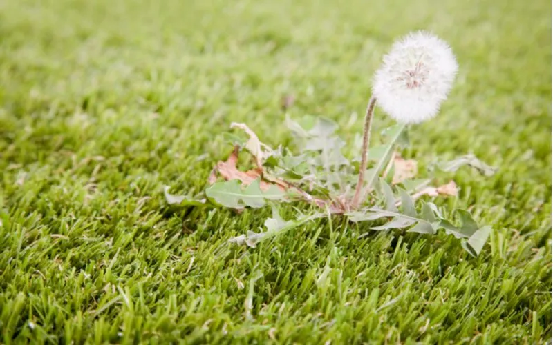 Dandelion growing up out of a normally green grass for a piece on the best time to apply 2-4-D