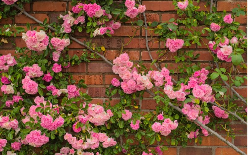 Full blossom of pink climbing roses on a red brick wall