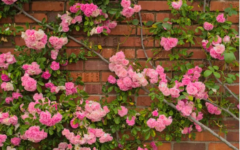 Full blossom of pink climbing roses on a red brick wall