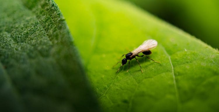 Image for a piece on flying ants of a winged ant sitting on a green leaf