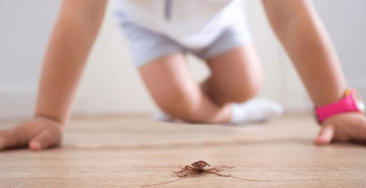 Little boy crawling on the floor and looking at a cockroach on the wooden tile
