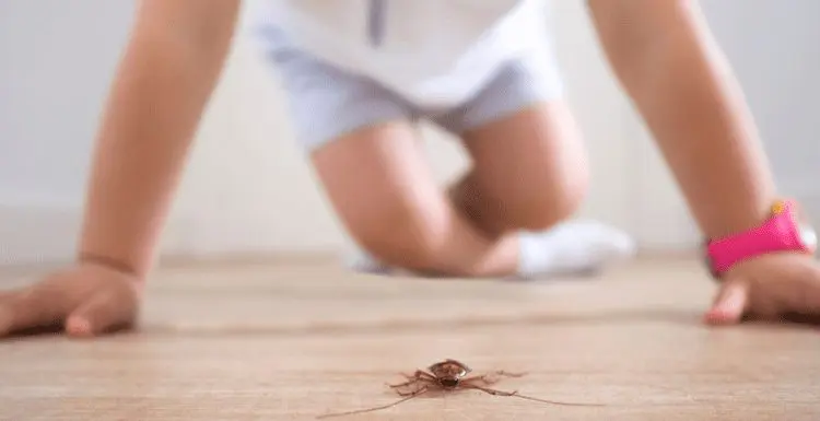 House Bugs | 17 Types You’ll See in 2023