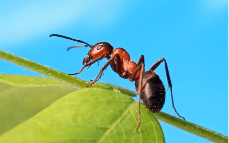 Ant resting on a green leaf
