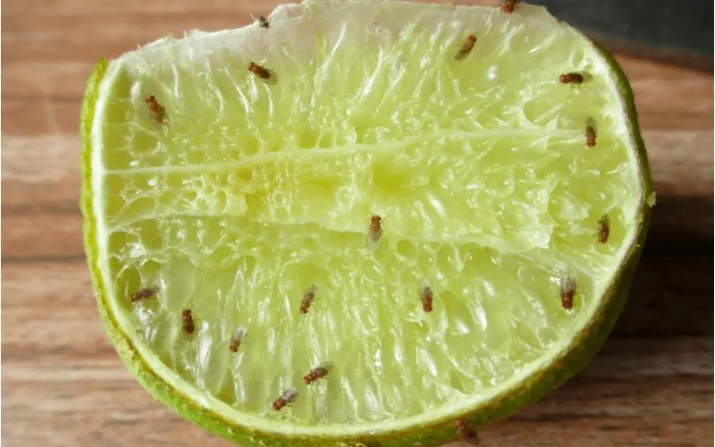 Fruit flies sit on a half-sliced lime