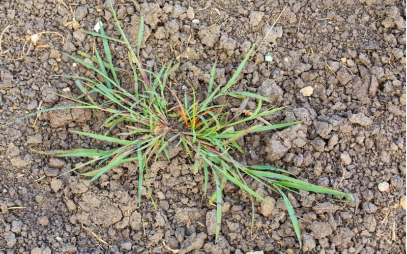 To help illustrate why everyone should use a crabgrass preventer, such a weed grows up out of dry clay dirt