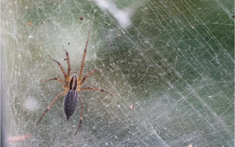 Grass spider, a common spider found in the house, sits on a funnel of which he made a web