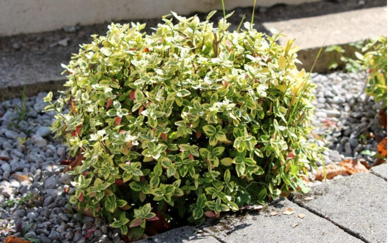 Image of an Euonymus privacy plant in a rock garden bed next to a concrete sidewalk