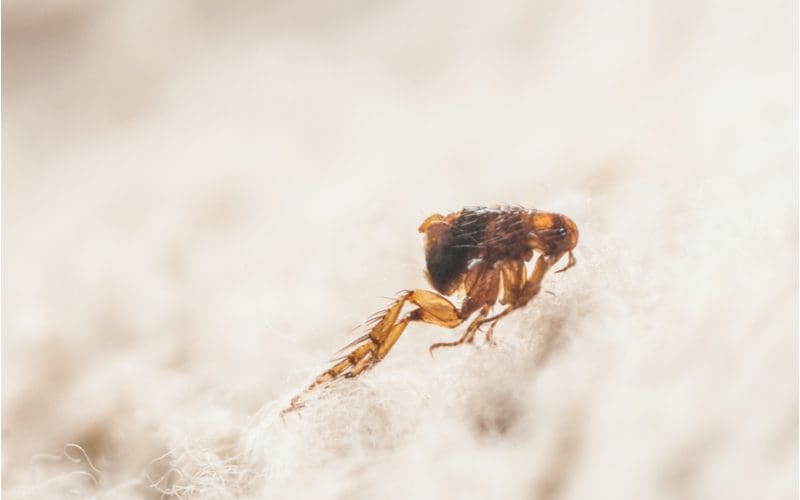 To show what a flea looks like, close up of the insect jumping off a piece of carpet
