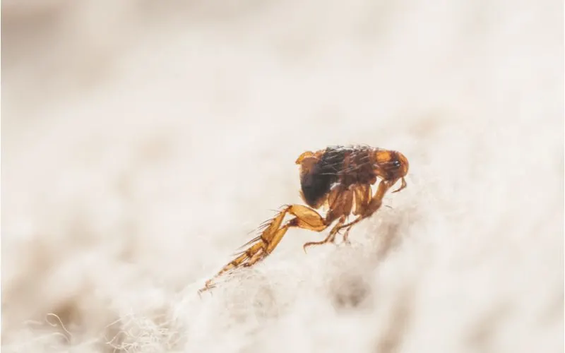 To show what a flea looks like, close up of the insect jumping off a piece of carpet