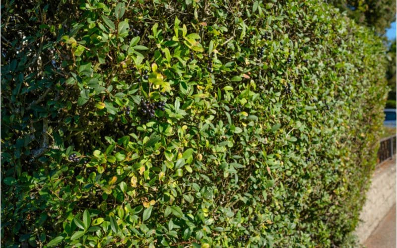 Privet hedge plant with black berries as a privacy plant in the form of a hedge next to a street