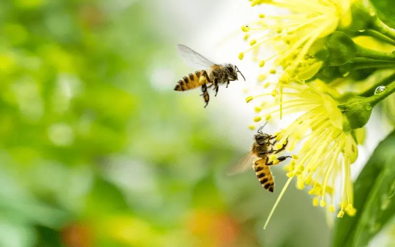 Image of a bee, a common house bug, flying toward a yellow flower
