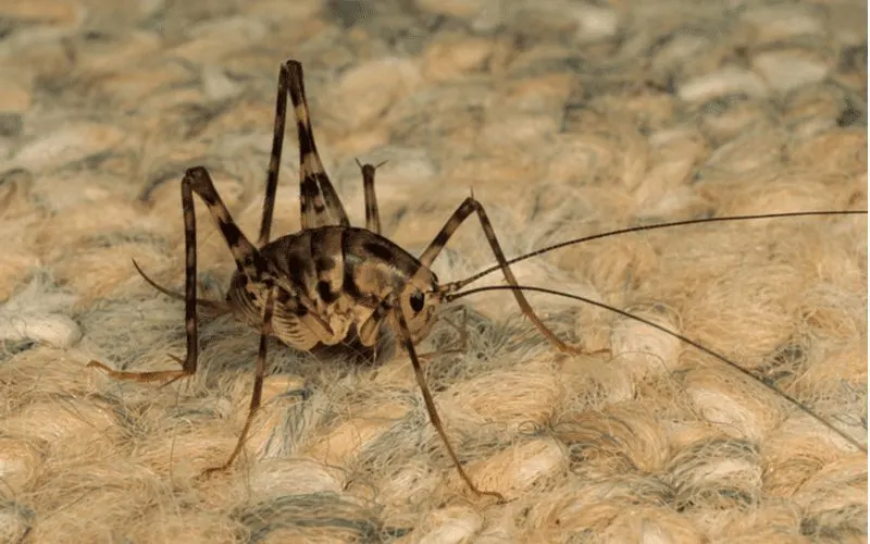 Image of a camel cricket, a common house bug often found in basements