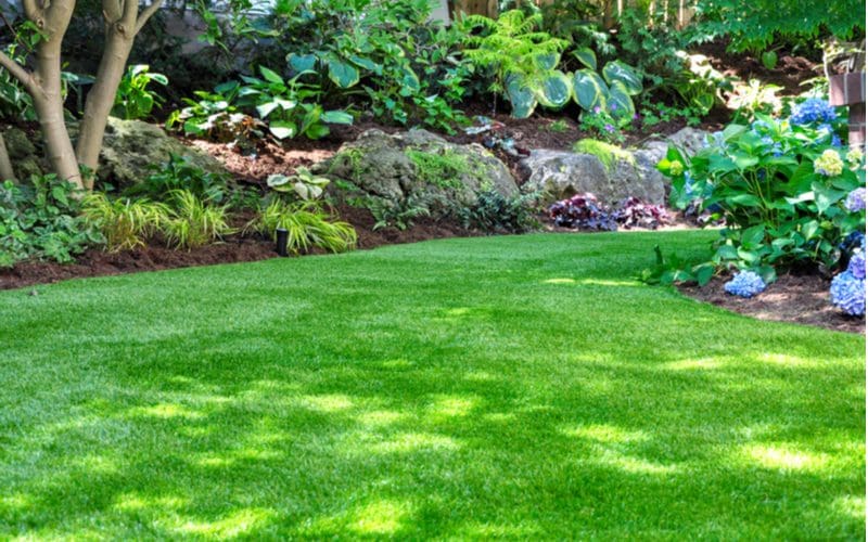 Image of a lawn that is weed free because the homeowner sprayed 24d