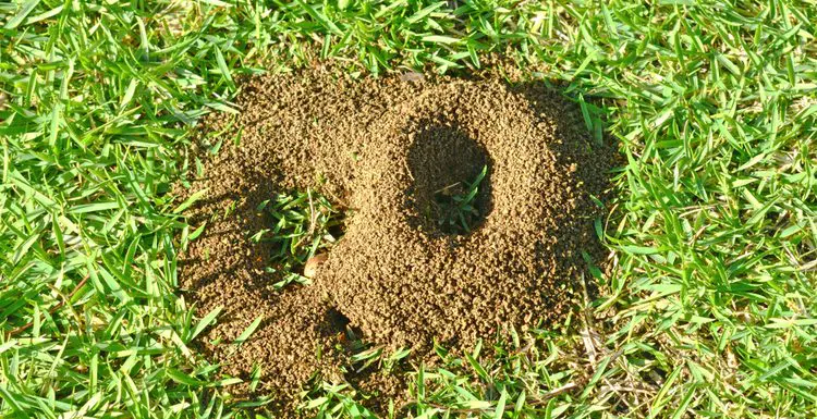 Get Rid of Ants in Your Yard: A Complete 2024 Guide