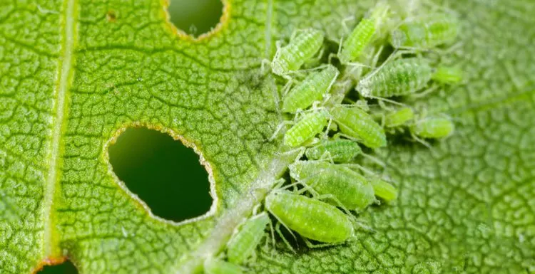 How to Get Rid of Aphids in 7 Easy Steps