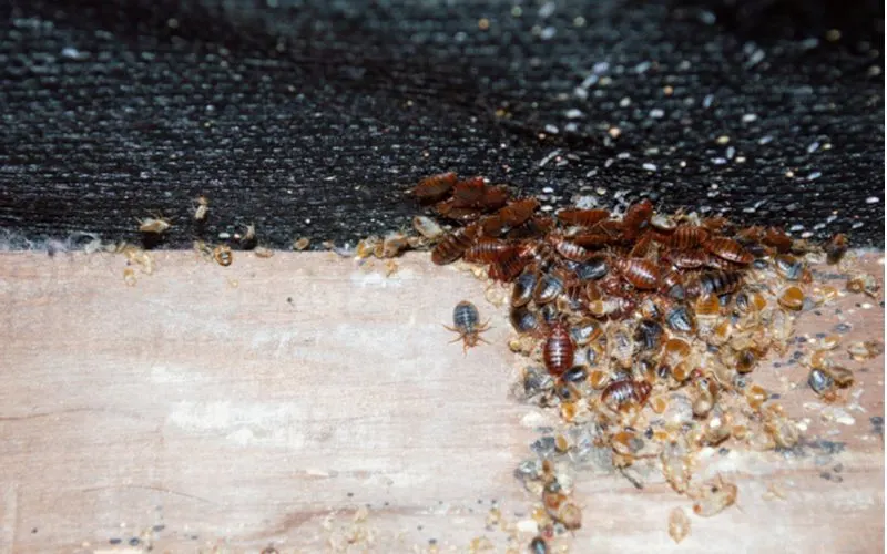 Beg bugs picture of adults crawling on a wooden frame with a fabric overlay