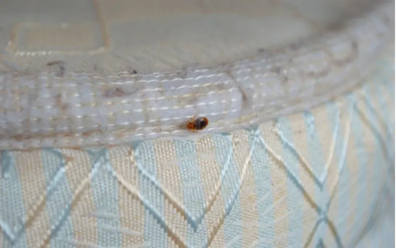 For an example of a bed bug picture, such a bug crawls on an uncovered mattress