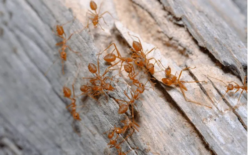 Fire ants sit on a log and congregate
