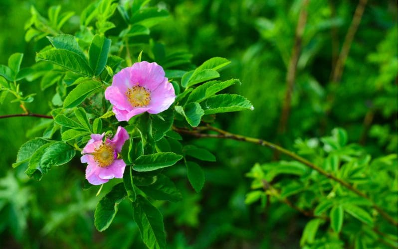 Wild pink rose in nature