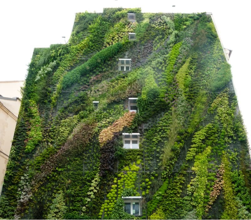 Green walls made of vines on a large building with four windows