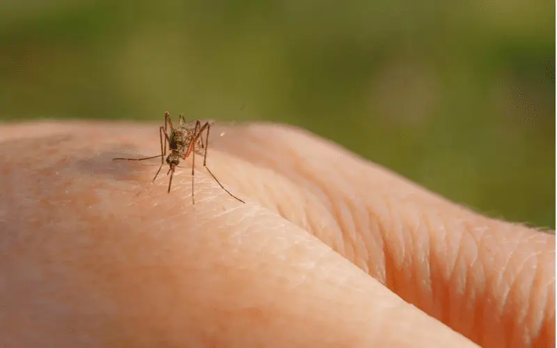 Close up of a mosquito landing on a person's hand and inserting its beak into the skin