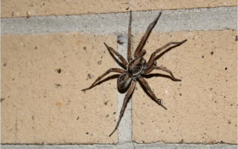 Wolf spider, a common house spider, sitting on a tan block wall