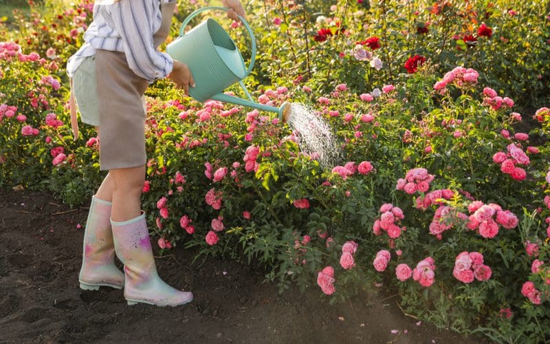 Image of a woman watering a rose bush to help treat yellow leaves on roses