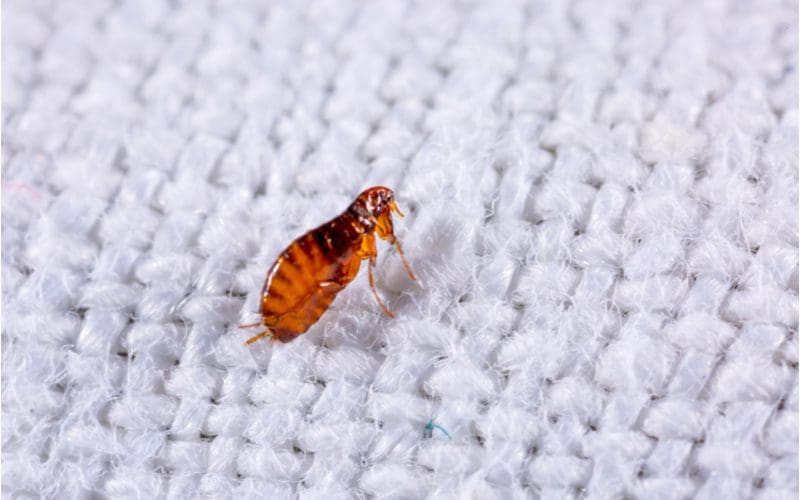 Close-up of a flea on a white fabric carpet