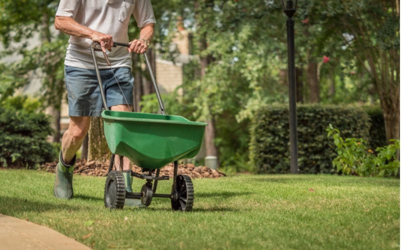Man fertilizing his grass on a nice summer day to show how to get rid of dandelions