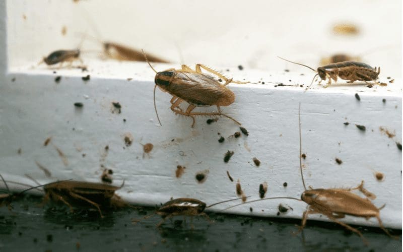 German cockroaches sitting on a white wooden shelf for an example of what common house bugs look like
