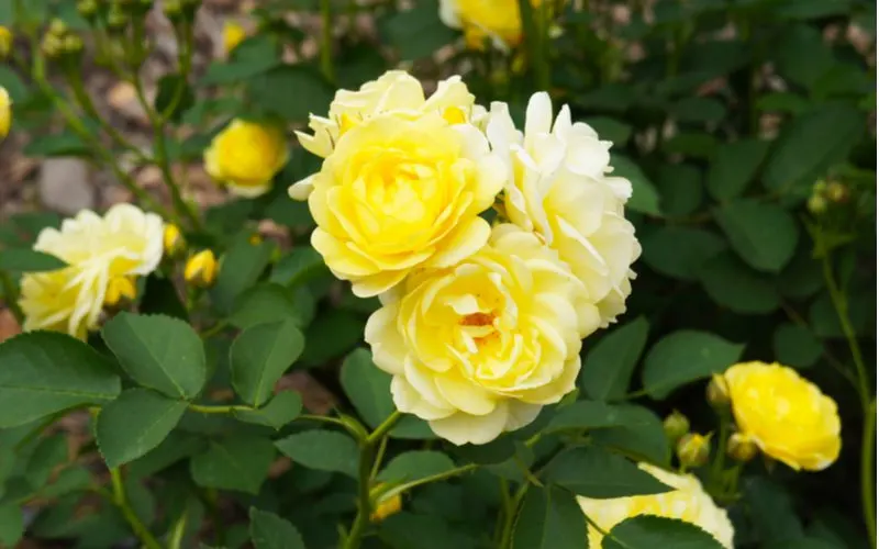 Yellow floribunda shrub with yellow rose petals for a piece on common types of roses