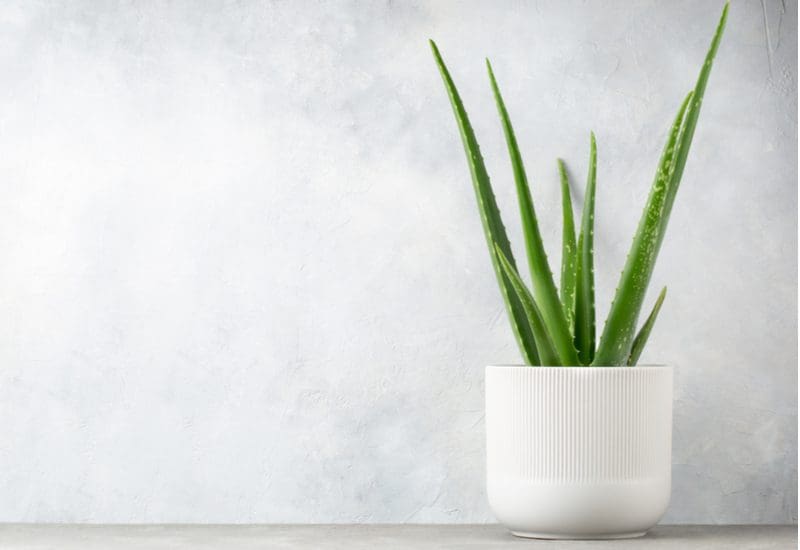 To symbolize transplanting aloe vera, such a plant growing from a white bowl