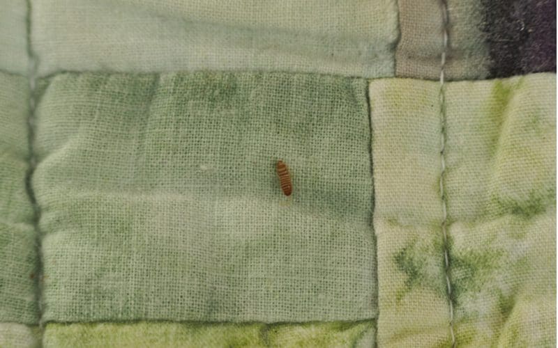 Carpet beetle infestation with larvae all over a cotton quilt