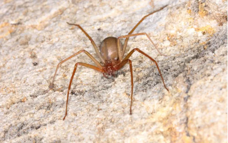 Brown recluse, often found in the Midwest as a common house spider, sits on a pile of sand and rock